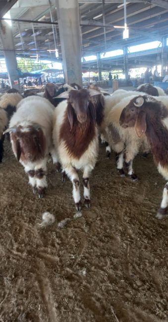 ذبايح النعيمي